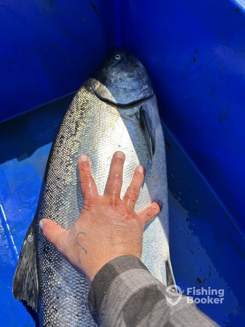 A large fish, likely a salmon, is stored in a blue container with a hand resting on it, showcasing the catch after a successful fishing trip.