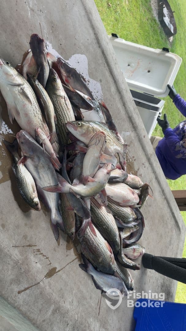 A variety of fish including striped bass and catfish laid out on a cleaning table after a successful fishing trip.