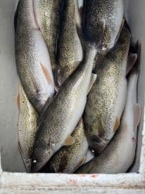 A cooler filled with freshly caught Walleye, showcasing a successful fishing trip.