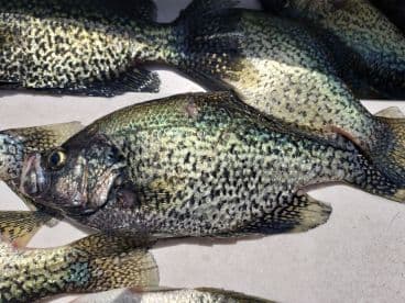 A collection of Crappie fish displayed on a cleaning table, showcasing a successful freshwater fishing trip.