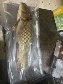A freshly caught fish, likely a Carp, vacuum-sealed for storage on a countertop, showcasing the preparation process after a fishing trip.