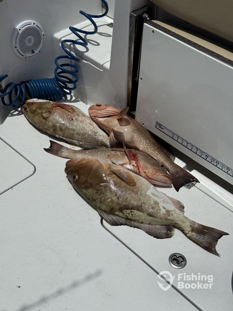 A selection of freshly caught fish, including Grouper, laid out on the deck of a fishing boat, ready for storage after a successful day on the water.