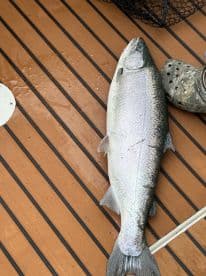 A large Silver Salmon displayed on the deck of a fishing boat, showcasing the catch in a clean and organized manner.