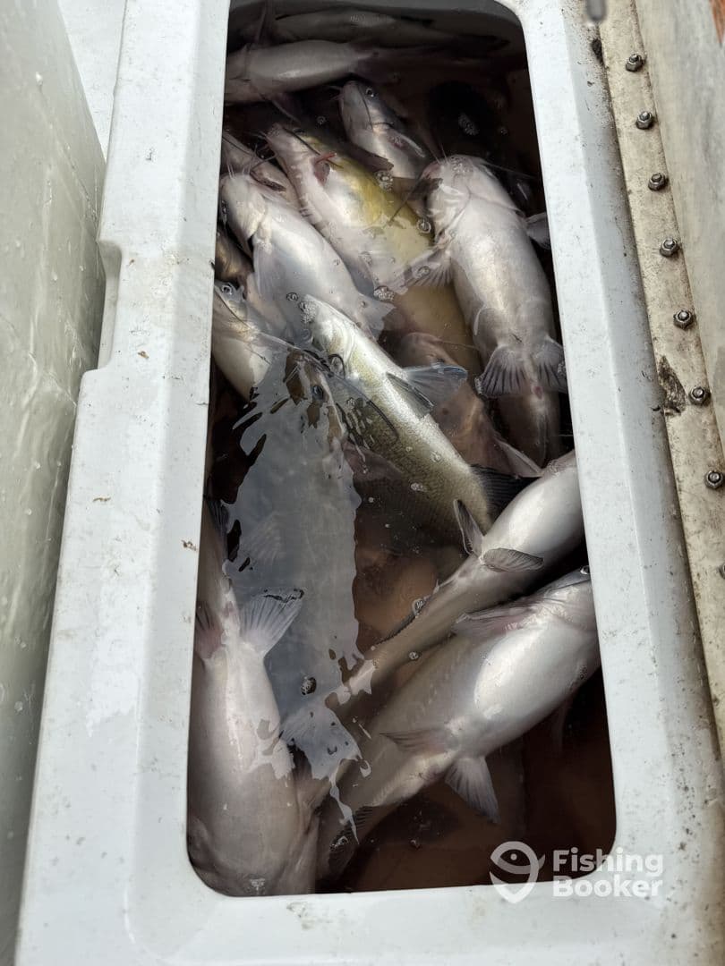 A cooler filled with various fish, including catfish and bass, showcasing a successful fishing trip.