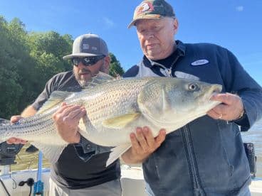 Two anglers proudly displaying a large Striped Bass on a fishing boat, showcasing their successful catch during a day on the water.