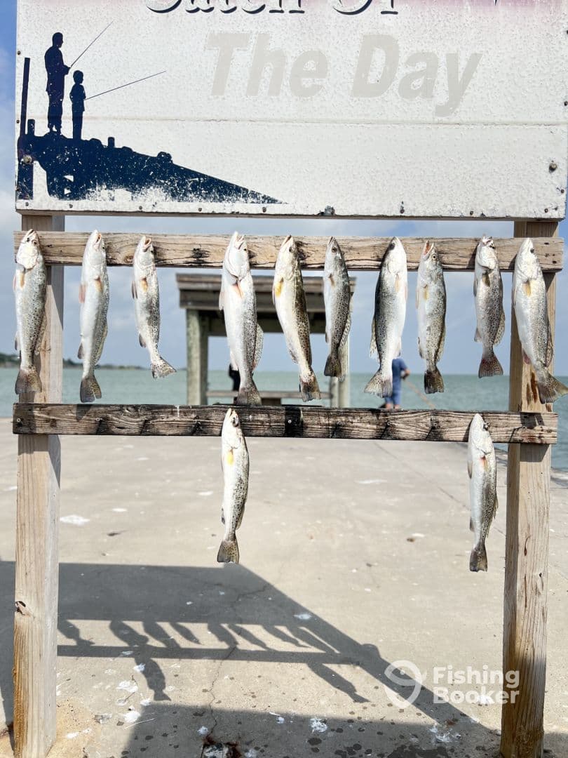 A display of multiple Speckled Trout arranged on a catch board at a fishing pier, showcasing a successful day of fishing.