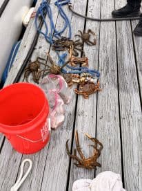 A variety of crabs displayed on a dock, with a red bucket nearby, showcasing a successful crabbing trip.