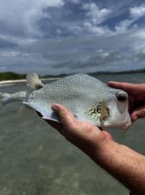 An angler proudly displaying a unique Pufferfish caught in shallow waters, showcasing its distinctive patterns against a scenic backdrop.