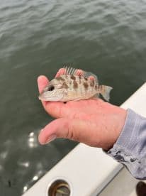 An angler proudly displaying a small striped fish while fishing from a boat.