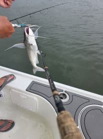 An angler reeling in a Catfish while fishing from a boat, showcasing the excitement of the catch.