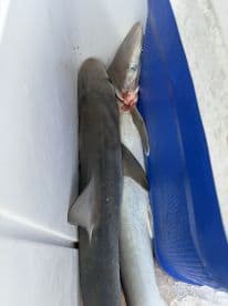 Two sharks stored in a cooler, showcasing a successful fishing trip.