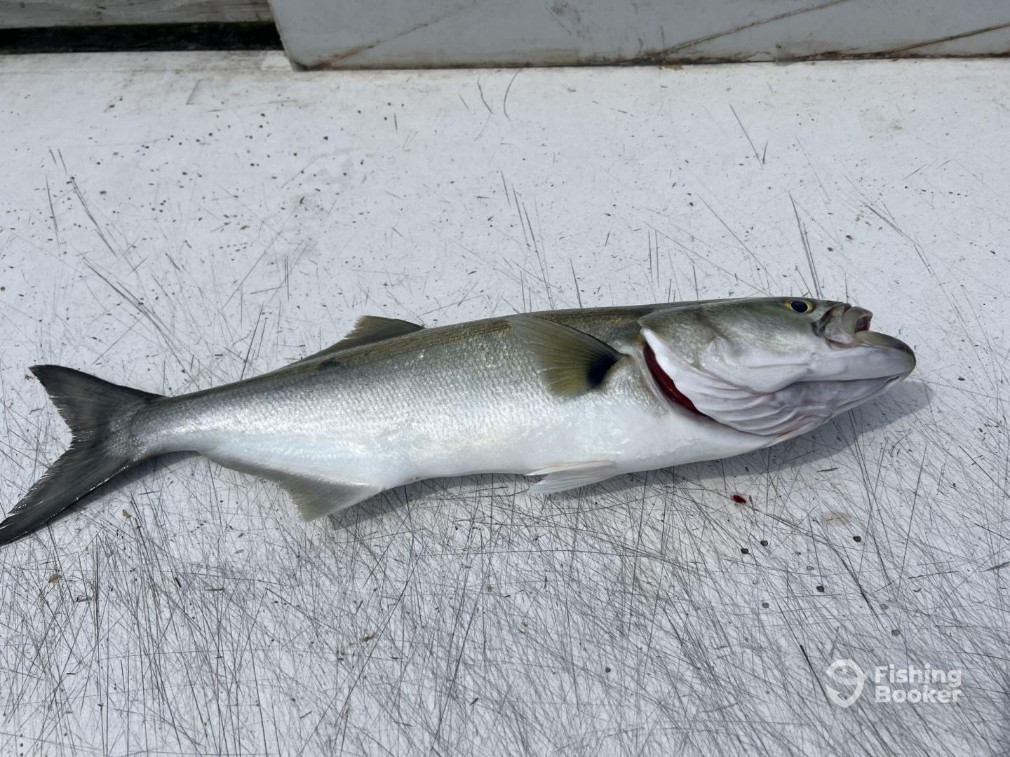 Most Relentless Capt Ever