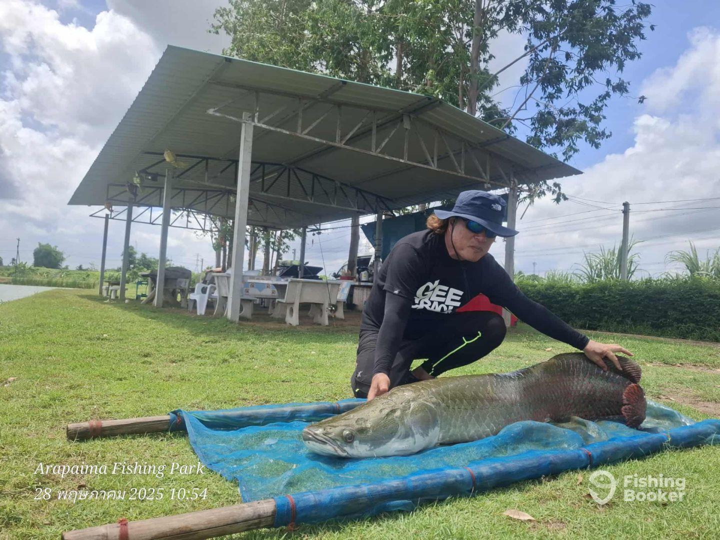 Fishing for arapaima with artificial lures