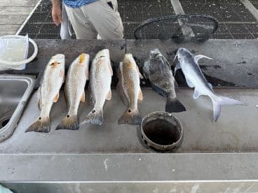 A selection of various fish, including Redfish and Black Drum, displayed on a cleaning station at a fishing dock.
