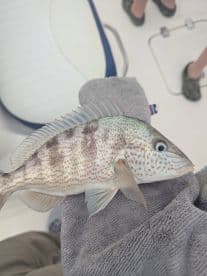 A close-up of a freshly caught Snapper being held on a boat, showcasing its vibrant colors and details.
