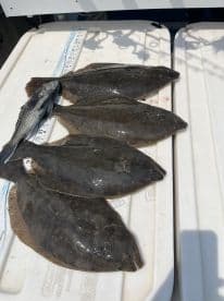 A selection of four Flounder and one Black Sea Bass laid out on a cleaning table, showcasing a successful fishing trip.