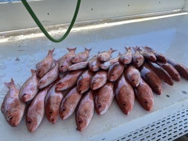 A variety of freshly caught Red Snapper laid out on a cleaning table, showcasing a successful fishing trip.
