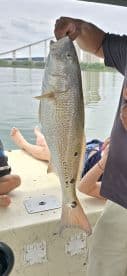 A young angler proudly displaying a large Redfish while fishing from a boat, with scenic views of the water and bridge in the background.