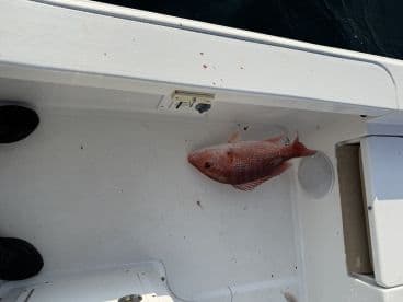 A freshly caught Red Snapper resting on the deck of a boat, showcasing the fishing environment.