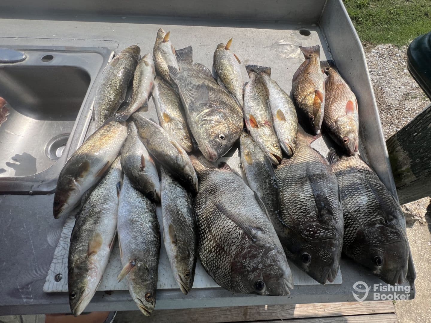 A variety of fish including black drum and speckled trout laid out on a cleaning table after a successful fishing trip.