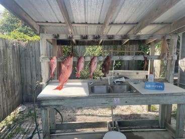 A display of freshly caught Red Snapper arranged on a cleaning station, showcasing a successful fishing trip.