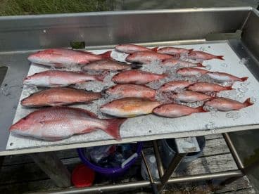 A variety of Snapper species displayed on a fillet table, showcasing a successful fishing trip.