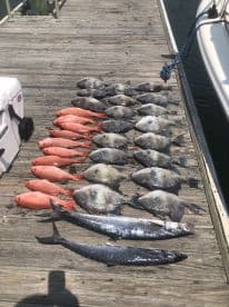A variety of fish including Snapper and Mackerel neatly arranged on a dock, showcasing a successful fishing trip.