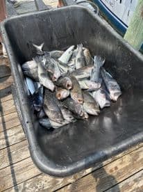 A large haul of striped bass stored in a cooler on a dock, showcasing a successful fishing trip.