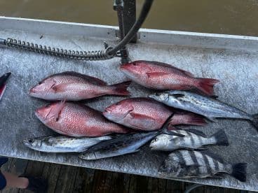 A variety of fish including Snapper and other species displayed on a cleaning table, showcasing a successful fishing trip.