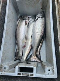 A collection of freshly caught trout stored in a cooler, showcasing a successful fishing trip.