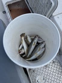 A bucket filled with freshly caught fish, likely from a recent fishing trip, resting on the deck of a boat.