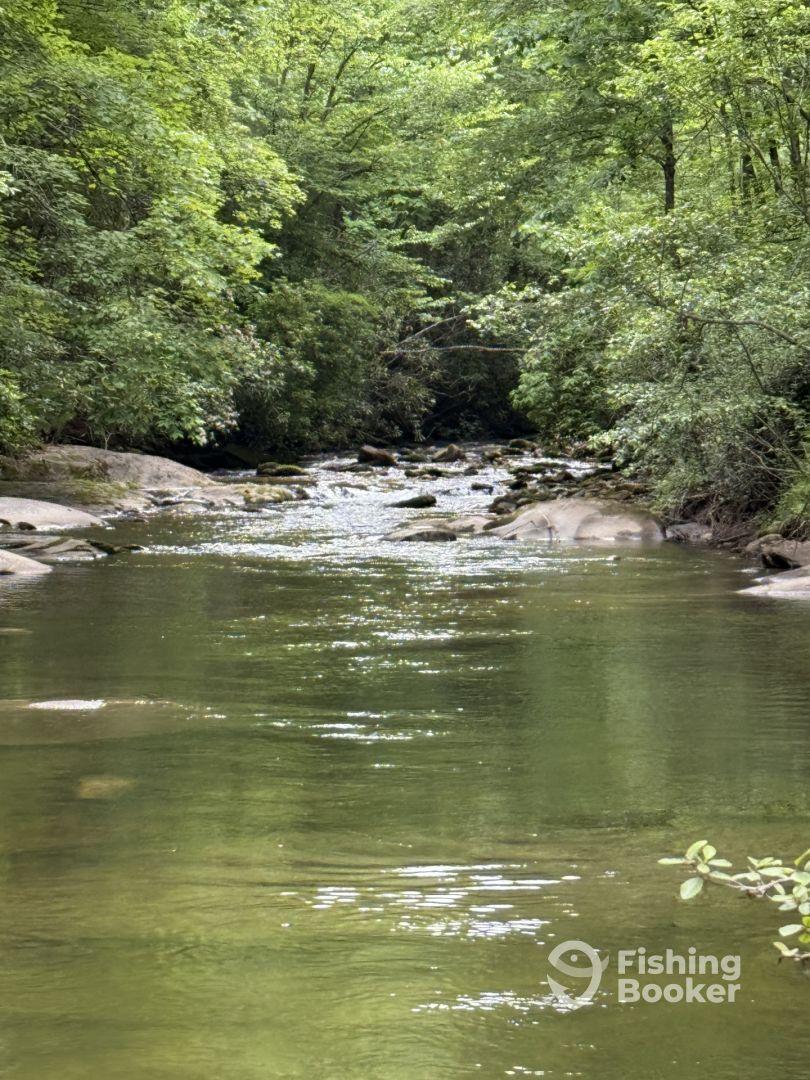 A serene view of a creek surrounded by lush greenery, ideal for fishing enthusiasts seeking a peaceful environment.