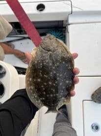Angler proudly displaying a Flounder on a fishing boat, showcasing a successful catch during a fishing trip.