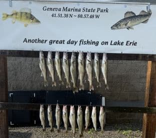 A display of freshly caught Walleye arranged on a board at Geneva Marina State Park, showcasing a successful fishing day on Lake Erie.