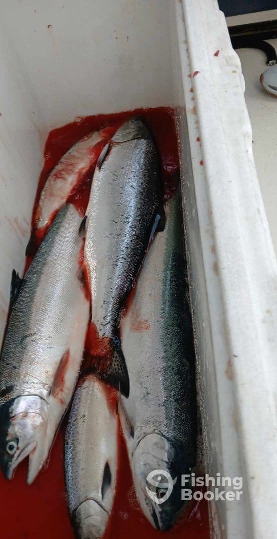 A cooler filled with freshly caught salmon, showcasing the results of a successful fishing trip.