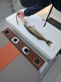 An angler measuring a freshly caught Walleye on a boat's measuring board, showcasing the excitement of a successful fishing trip.