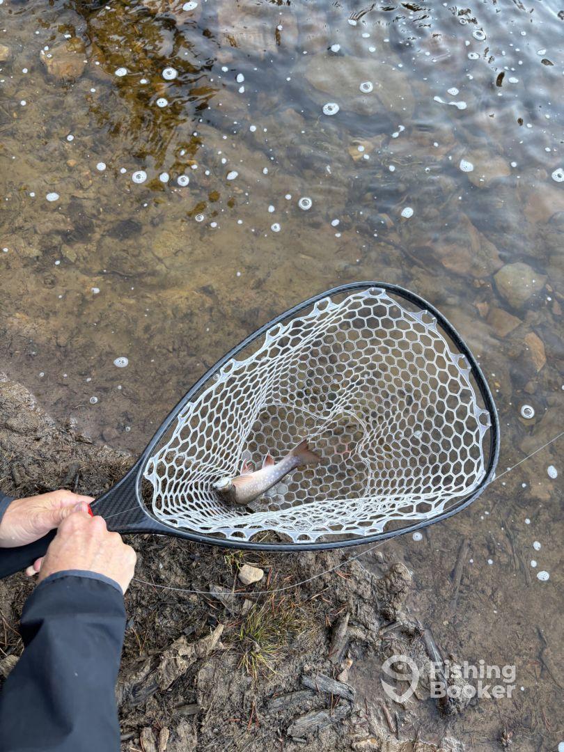 Fly fishing lakes and streams in the Utah mountains for the first time