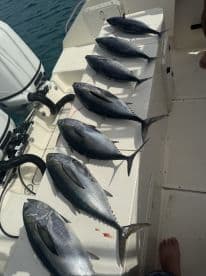A selection of neatly arranged Blackfin Tuna displayed on the boat's surface after a successful offshore fishing trip.
