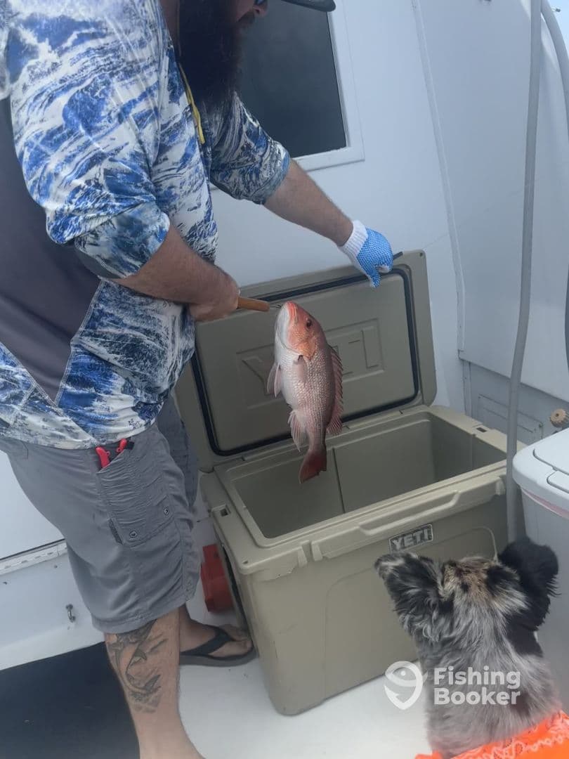 A fisherman is preparing to store a freshly caught Red Snapper in a cooler aboard the boat, showcasing the fishing experience.