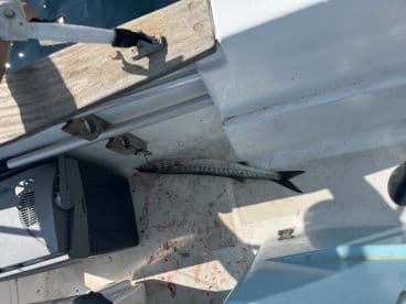 An unclear image showing part of a boat's interior with a fish on the floor, possibly a barracuda, amidst some blood stains.