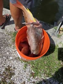 A variety of fish, including a large grouper and snapper, stored in an orange bucket at the dock, showcasing a successful fishing trip.