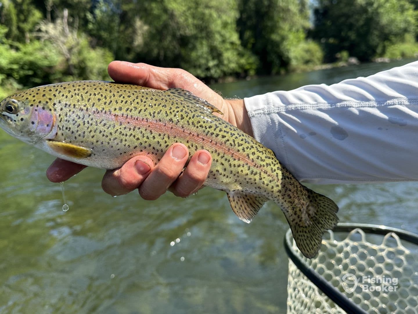 A proud angler displaying a freshly caught Rainbow Trout while fishing in a scenic river environment.
