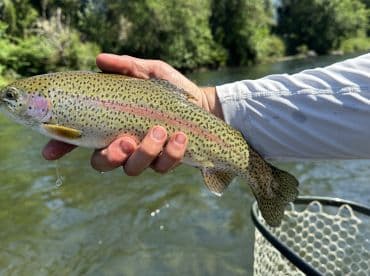 A proud angler displaying a freshly caught Rainbow Trout while fishing in a scenic river environment.