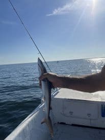 Angler holding a small shark while fishing on a sunny day in open waters.