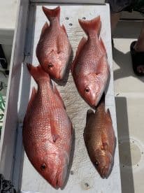 A selection of freshly caught Red Snapper displayed on a cleaning table, showcasing a successful fishing trip.