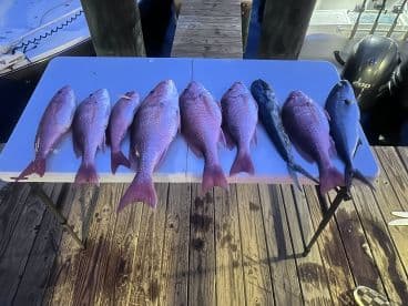 A variety of Snapper species displayed on a cleaning table at the dock, showcasing a successful fishing trip.