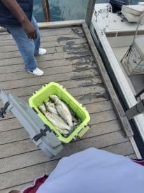 A cooler filled with freshly caught striped bass on a dock, showcasing a successful fishing trip.