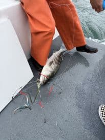 A fisherman in orange waders stands on the deck of a boat, reeling in a Striped Bass caught with multiple hooks visible, showcasing an active fishing moment.