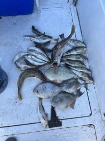 A variety of fish including flounder and trout laid out on the deck of a fishing boat, showcasing a successful day of fishing.