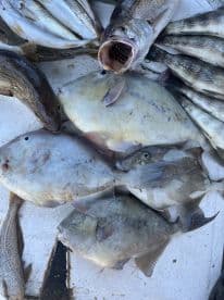 A variety of fish including striped bass and triggerfish displayed on a cleaning table after a successful fishing trip.